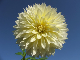 Картинка цветы георгины