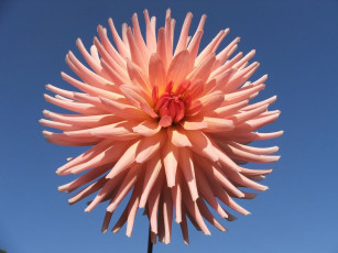 обоя цветы, георгины