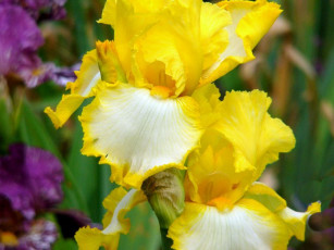 Картинка цветы ирисы