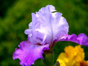 обоя цветы, ирисы