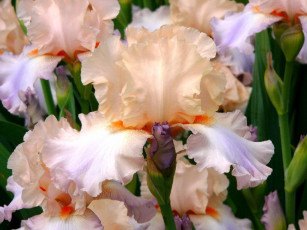 Картинка цветы ирисы