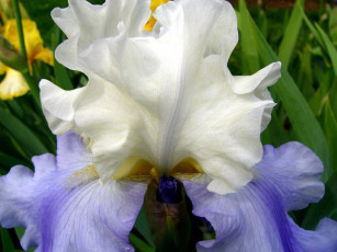 Картинка цветы ирисы