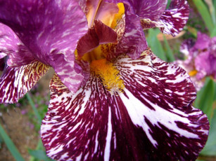 обоя цветы, ирисы