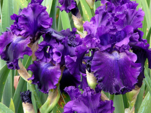 Картинка цветы ирисы