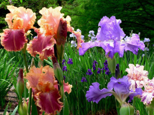 Картинка цветы ирисы