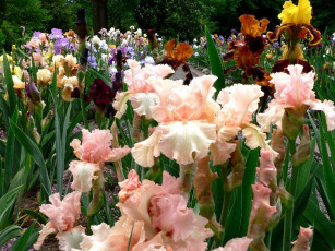 Картинка цветы ирисы