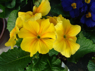 Картинка цветы примулы