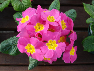 Картинка цветы примулы