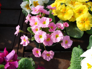 Картинка цветы примулы