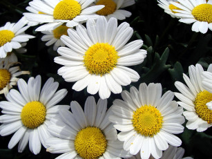 Картинка цветы ромашки