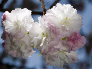 Картинка цветы сакура вишня