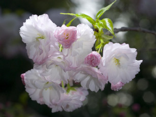 Картинка цветы сакура вишня