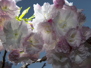 Картинка цветы сакура вишня