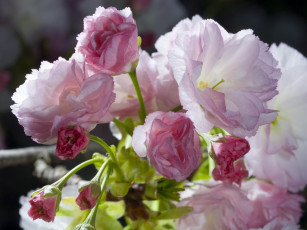 Картинка цветы сакура вишня