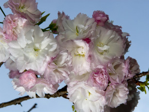 Картинка цветы сакура вишня