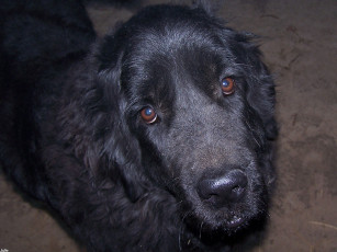 Картинка midge мой ньюфаундленд животные собаки