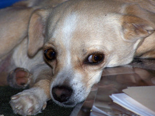 Картинка romeo животные собаки