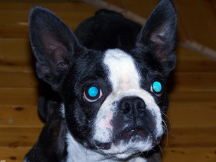 Картинка телевизор нужно меньше смотреть животные собаки