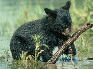 обоя животные, медведи