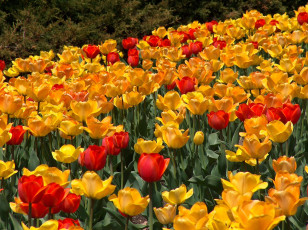 Картинка цветы тюльпаны