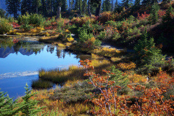 Картинка природа