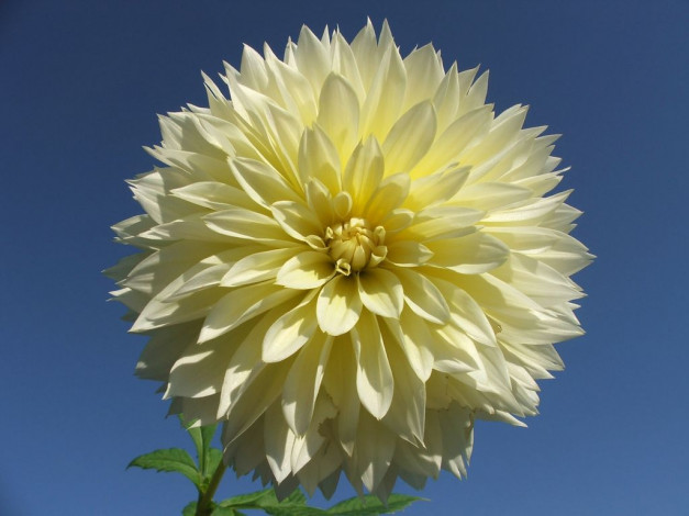 Обои картинки фото цветы, георгины