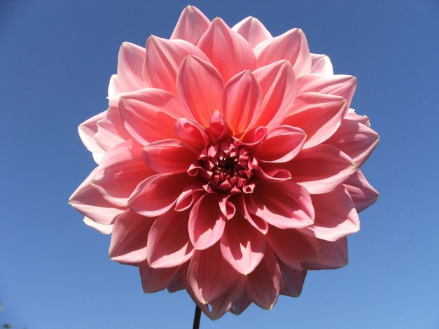 Обои картинки фото цветы, георгины