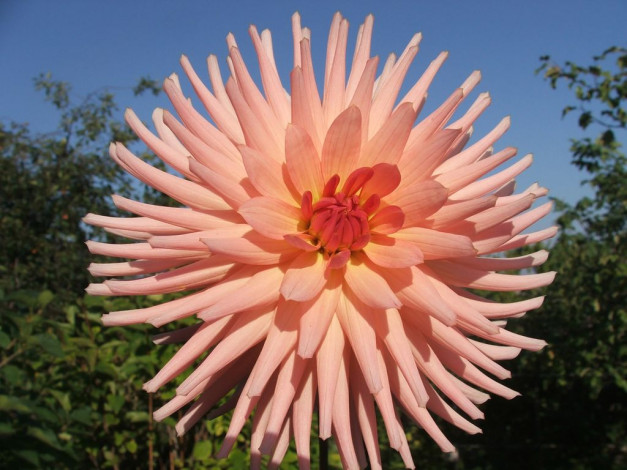 Обои картинки фото цветы, георгины