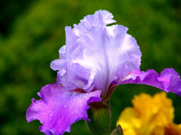 Обои картинки фото цветы, ирисы