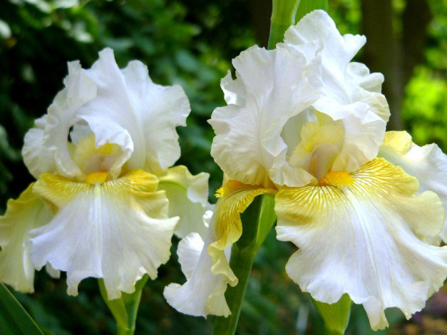 Обои картинки фото цветы, ирисы