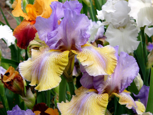 Обои картинки фото цветы, ирисы