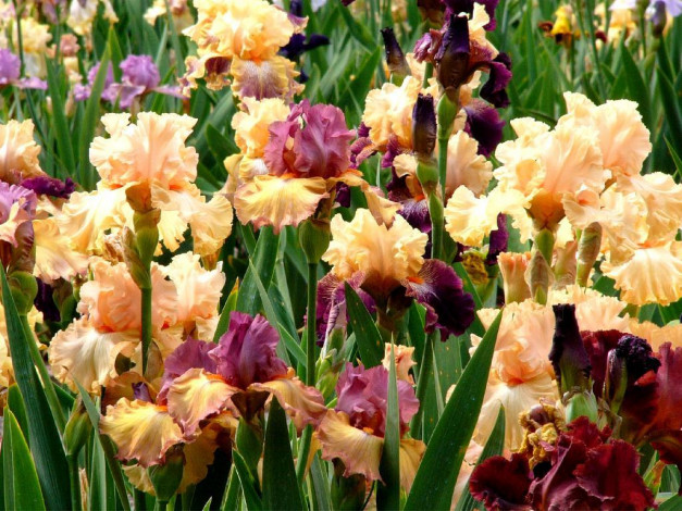 Обои картинки фото цветы, ирисы