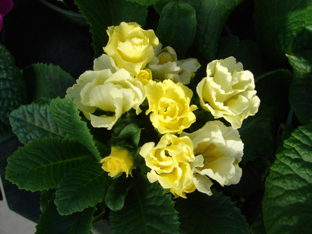 Обои картинки фото цветы, примулы