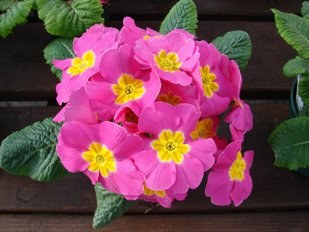 Обои картинки фото цветы, примулы