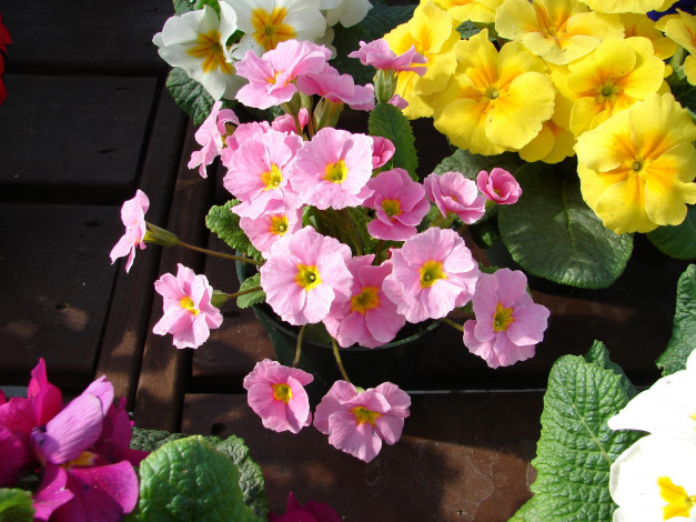 Обои картинки фото цветы, примулы