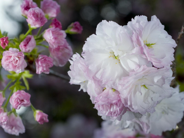 Обои картинки фото цветы, сакура, вишня