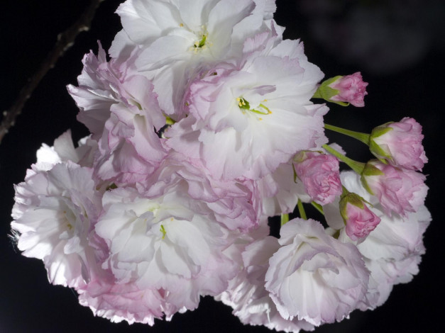 Обои картинки фото цветы, сакура, вишня