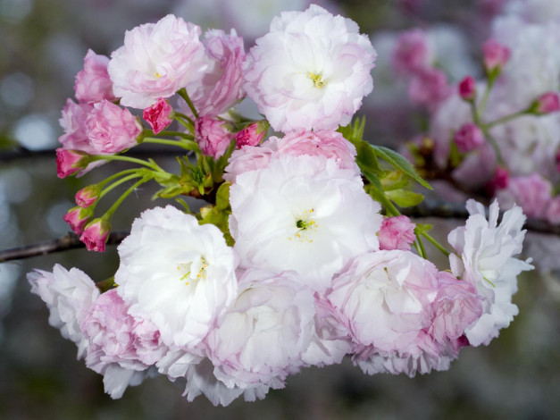 Обои картинки фото цветы, сакура, вишня