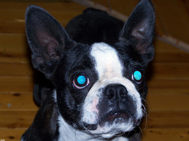 Обои картинки фото телевизор, нужно, меньше, смотреть, животные, собаки