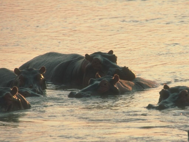 Обои картинки фото животные, бегемоты