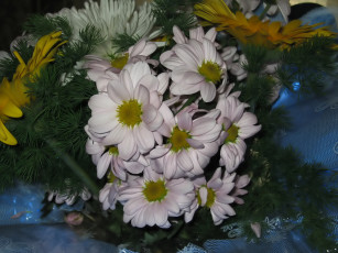 Картинка цветы хризантемы