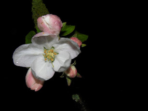 Картинка Яблоня цветы цветущие деревья кустарники