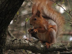 Картинка животные белки