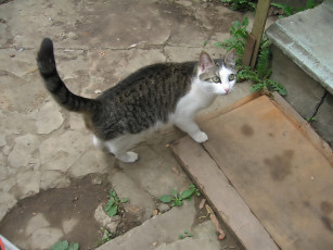 Картинка животные коты