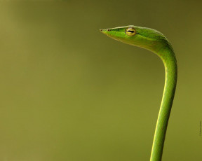 Картинка животные змеи питоны кобры