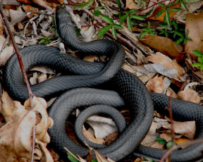 Картинка животные змеи питоны кобры