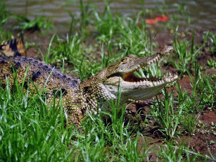 Картинка животные крокодилы