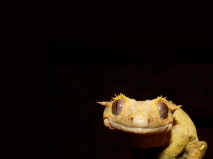 Картинка животные Ящерицы игуаны вараны