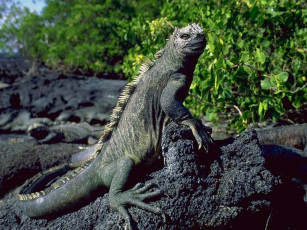 Картинка животные Ящерицы игуаны вараны