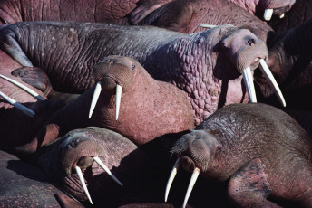 обоя животные, моржи